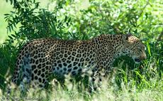 leopard (33 von 60).jpg